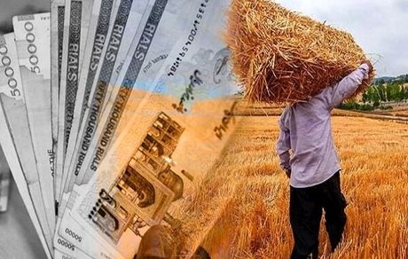 نیمی از مطالبات گندمکاران پرداخت شد