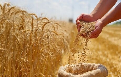 آخرین وضعیت ثبت سفارش و واردات گندم / ماکارونی گران می‌شود
