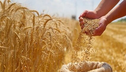 آخرین وضعیت ثبت سفارش و واردات گندم / ماکارونی گران می‌شود