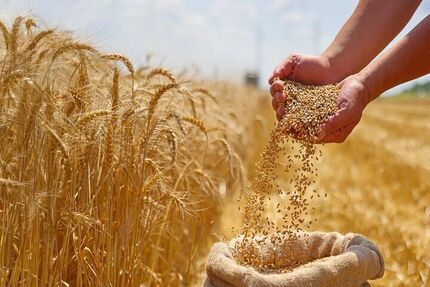آخرین وضعیت ثبت سفارش و واردات گندم / ماکارونی گران می‌شود