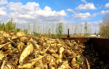 پیش بینی برداشت ۱۱۰ هزار تن چغندر قند در استان گلستان