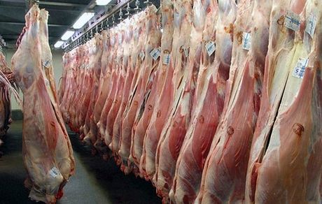 واردات گوشت از آفریقای جنوبی در راه است