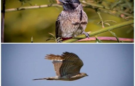 ثبت دو گونه پرنده جدید در شهر سنندج
