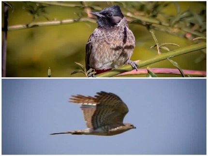 ثبت دو گونه پرنده جدید در شهر سنندج