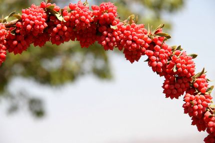 خرید توافقی زرشک در قالب طرح حمایتی و ضربتی