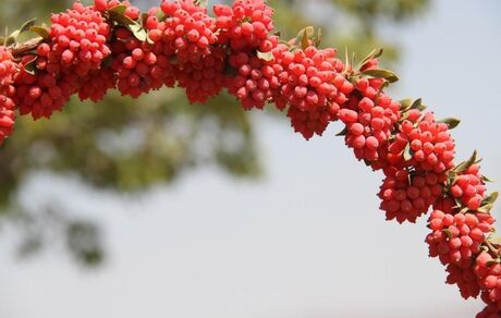 خرید توافقی زرشک در قالب طرح حمایتی و ضربتی