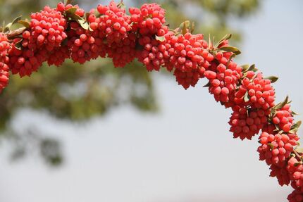 خرید توافقی زرشک در قالب طرح حمایتی و ضربتی