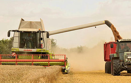 آزادسازی قیمت سبوس/ برنامه ریزی برای تنظیم بازار گوشت قرمز