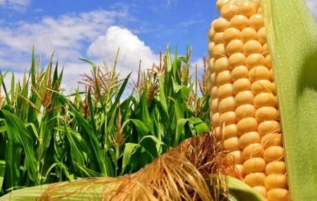 تعیین قیمت تضمینی محصولات جو و ذرت دانه‌ای
