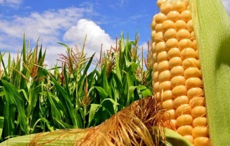 تعیین قیمت تضمینی محصولات جو و ذرت دانه‌ای