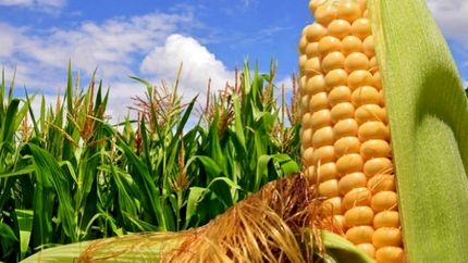 تعیین قیمت تضمینی محصولات جو و ذرت دانه‌ای