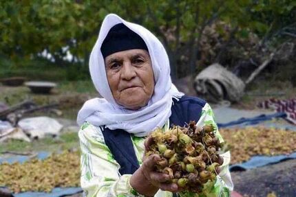 ثبت ۲ جشن خرمن و برداشت فندق شهرستان نور در لیست رویدادهای گردشگری 