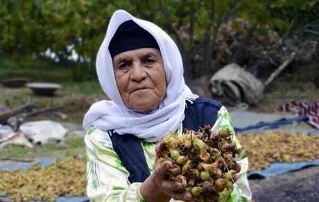 ثبت ۲ جشن خرمن و برداشت فندق شهرستان نور در لیست رویدادهای گردشگری