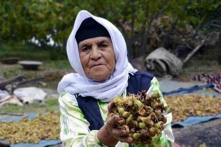 ثبت ۲ جشن خرمن و برداشت فندق شهرستان نور در لیست رویدادهای گردشگری