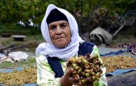 ثبت ۲ جشن خرمن و برداشت فندق شهرستان نور در لیست رویدادهای گردشگری 