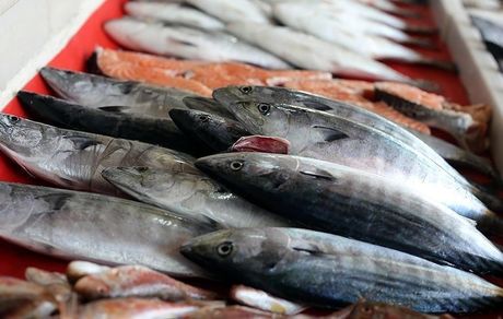 چرا ماهی گران شده است؟