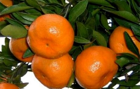 افزایش ۵ برابری صادرات نارنگی از مازندران به کشورهای همسایه