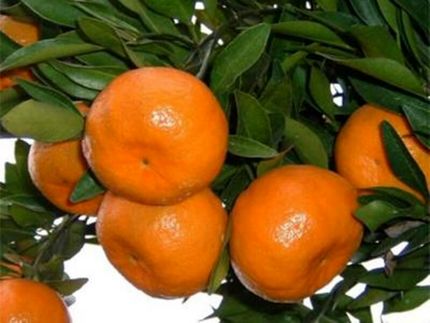 افزایش ۵ برابری صادرات نارنگی از مازندران به کشورهای همسایه
