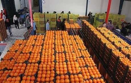 صادرات مرکبات ایران به چین برای نخستین بار/ تکذیب کاهش سرانه مصرف میوه