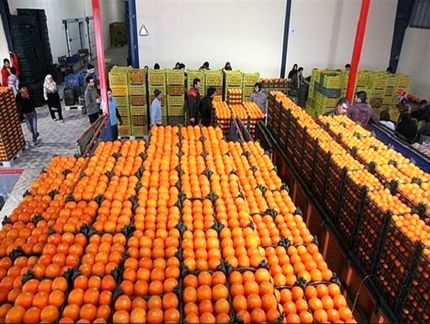صادرات مرکبات ایران به چین برای نخستین بار/ تکذیب کاهش سرانه مصرف میوه