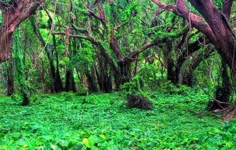 وجود بیش از ۷۰۰۰ گونه گیاهی و جانوری در جنگل‌های کشور