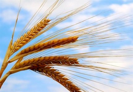 قیمت خرید تضمینی گندم اعلام می‌شود / تا پایان هفته صبر کنید