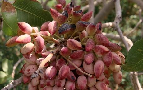 برداشت ۳۵۰۰ تن پسته در شهرستان بهاباد در استان یزد