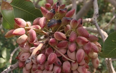 برداشت ۳۵۰۰ تن پسته در شهرستان بهاباد در استان یزد