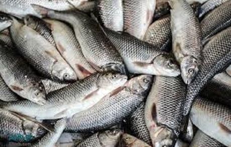 تولید آبزیان در استان خراسان شمالی، ۳۰ درصد کم شد