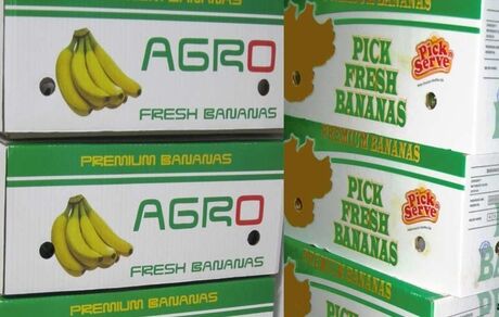 دستور ترخیص موز از گمرکات برای تنظیم بازار