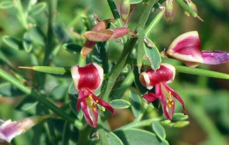 ۱۳۰۰ گونه گیاهی در استان سیستان و بلوچستان