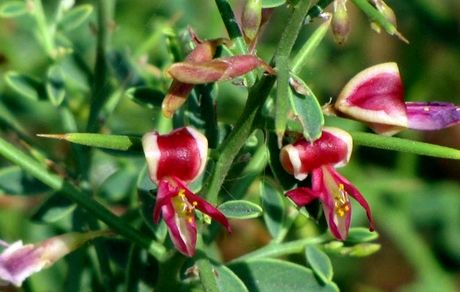 ۱۳۰۰ گونه گیاهی در استان سیستان و بلوچستان