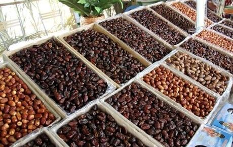 تولید خرما در استان بوشهر به ۲۰۰ هزار تن خواهدرسید