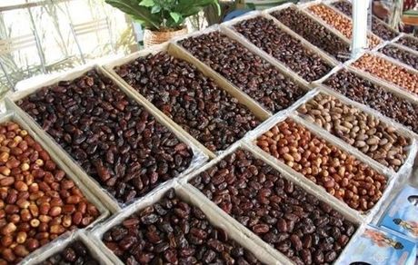 تولید خرما در استان بوشهر به ۲۰۰ هزار تن خواهدرسید