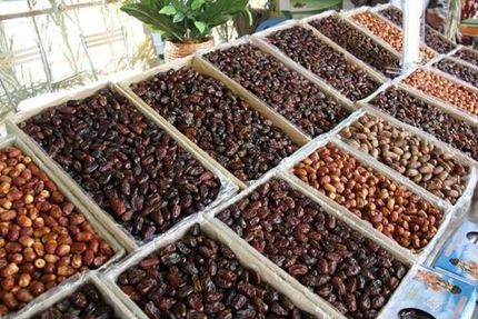تولید خرما در استان بوشهر به ۲۰۰ هزار تن خواهدرسید