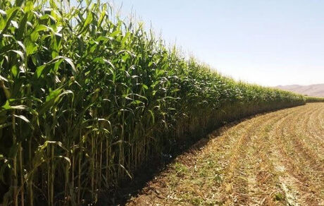برداشت ذرت در گیلانغرب آغاز شد