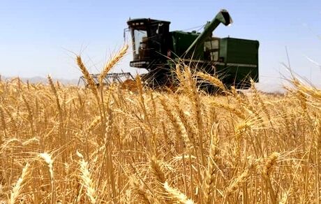 کاهش برداشت جو در گناباد