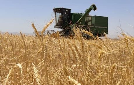 کاهش برداشت جو در گناباد