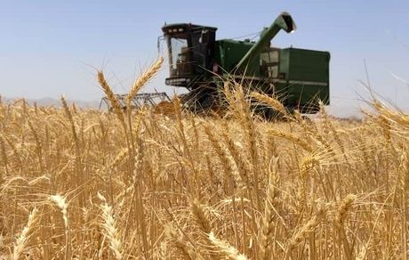 کاهش برداشت جو در گناباد