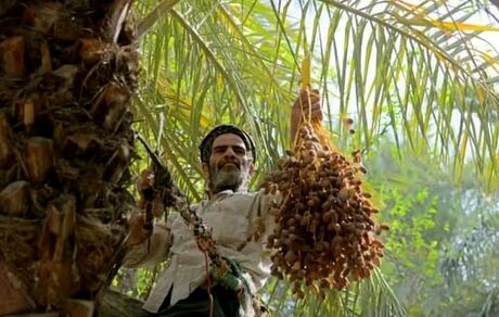 حفظ حاصل خیزی خاک و افزایش ۳۰ تا ۴۰ درصدی بهره وری نخل‌ها با میانه کاری