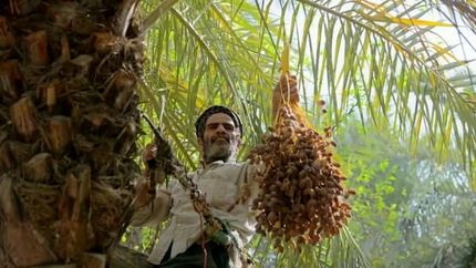 حفظ حاصل خیزی خاک و افزایش ۳۰ تا ۴۰ درصدی بهره وری نخلها با میانه کاری