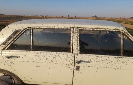 هجوم مگس‌ها به برخی روستاهای استان اصفهان