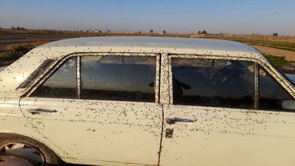 هجوم مگس‌ها به برخی روستاهای استان اصفهان