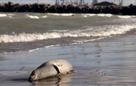 پیدا شدن صدها لاشه فک مرده در سواحل دریای خزر