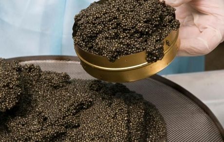 رکورد تولید خاویار در آستارا شکست