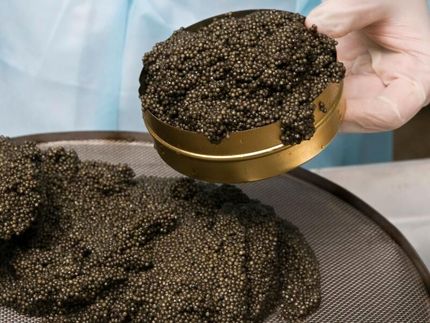 رکورد تولید خاویار در آستارا شکست