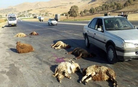 تصادف مینی‌بوس با یک گله، ۳۰ راس گوسفند را به کشتن داد