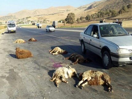 تصادف مینی‌بوس با یک گله، ۳۰ راس گوسفند را به کشتن داد