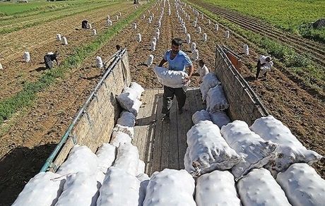 ابطال دستور معاون وزیر جهاد کشاورزی توسط دیوان عدالت اداری/ صادرات جالیزی ها بلامانع است