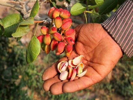 نابودی نیمی از محصول پسته مه‌ولات در استان خراسان رضوی
